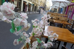 sakura-rue-sainte-anne